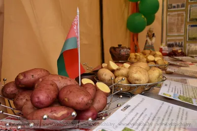 Фотофакт: В Витебске проходит областной гастрономический фестиваль  «Бульба-Картошка-Potatoes»