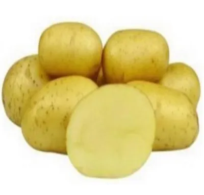 Несколько сортов картофеля. Мои впечатления в 2019 году - YouTube