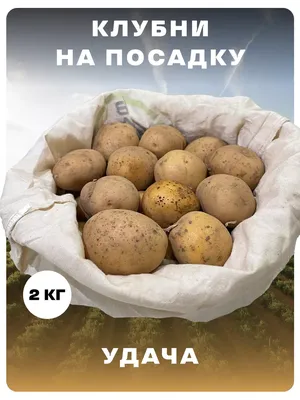 Продам картофель красный сорт Палац, Киевская обл — Agro-Ukraine