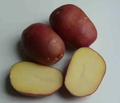 Клубни картофеля «Ароза», ТМ «ЧерниговЭлитКартофель» - 15 кг (мешок/сетка)  купить недорого в интернет-магазине семян OGOROD.ua