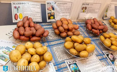 Погода – под картофель. Витебские ученые предлагают садить картофель в  начале апреля и помогают стать драникам вкуснее | Щучинская районная газета  Дзяннiца