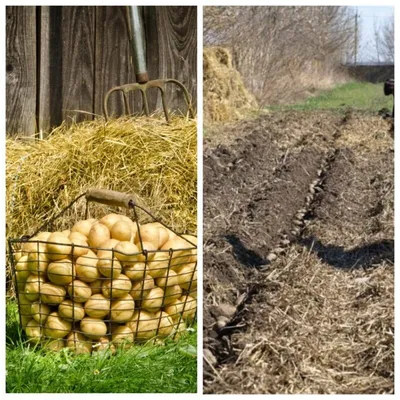 Выращиваем картофель под соломой или сеном. Особенности процесса | О  Фазенде. Загородная жизнь | Дзен