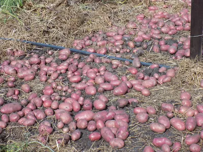 Когда сажать картошку 2023 посадка картофеля в землю клубнями и семенами  весной