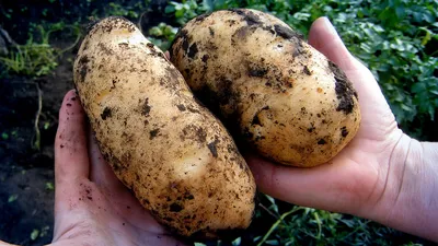 Картофель под соломой: ЗА и ПРОТИВ | Дачный агроном | Дзен
