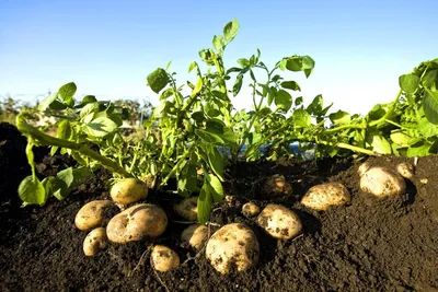 альтернативный способ выращивания картофеля на сене. выращивание картофеля  без рытья земли под сеном и соломой Стоковое Фото - изображение  насчитывающей буш, вырастите: 223577722