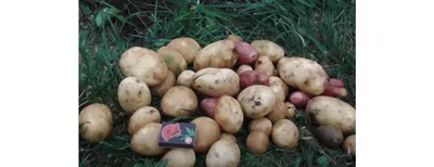 Картофель в соломе – оптимальный вариант для ленивых дачников | На грядке  (Огород.ru)