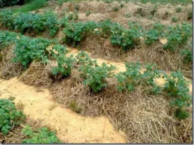 Опытный садовод из Черемшана выращивает картофель под соломой