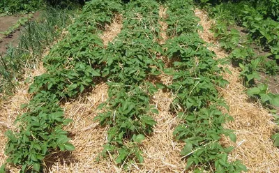 Как вырастить картофель под соломой: необычный метод для обильного урожая
