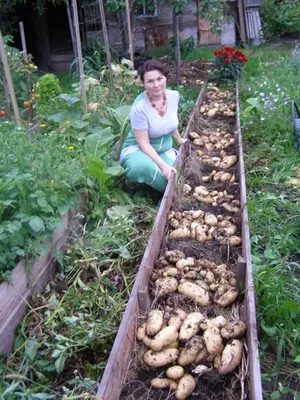 Посадка картофеля под солому. GuberniaTV - YouTube