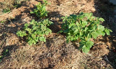 Четыре способа и зачем нужна заостренная жердь. Особенности посадки  картофеля в Якутии — Улус Медиа