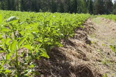 Выращивание картофеля под соломой или сеном | Видеоблог \"Огород - сад  Медведевых\"- видео, статьи, фото, отзывы