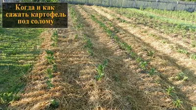 5 способов вырастить картофель на даче | SIMA-LAND.RU