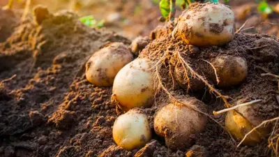 Как вырастить урожай картофеля под соломой? | Новости Несвижа | Нясвіжскія  навіны 22.02.2023
