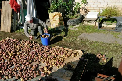 Картофелеводство в области: новейшая технология выращивания картофеля от  фермера из Ровенской области - rivne.name