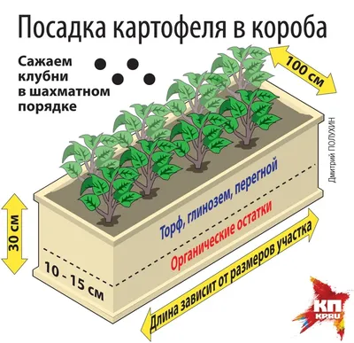 Методы выращивания картофеля - Бобёр.ру