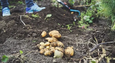 Известный в области ученый Андрей Удовицкий вырастил картошку под соломой -  КН
