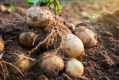 Дачный агроном - Картофель под соломой: мнение агрономов... | Facebook