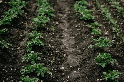 Как вырастить картофель, не закапывая клубни в землю