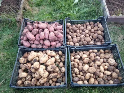 Выращиваем картофель под соломой