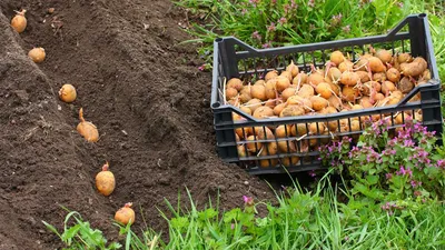 Выращивание картофеля под соломой/сеном - Страница 3 - Форум садоводов Твой  Сад