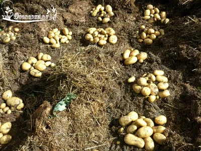 Картофель под соломой, сеном, мульчой уборка урожая 2014 - YouTube