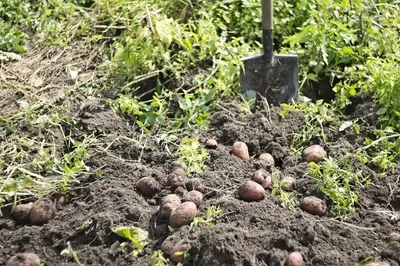 Как посадить картофель в солому | Огородник