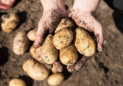 Картофель под соломой. Метод выращивания картофеля — \"под соломой\"