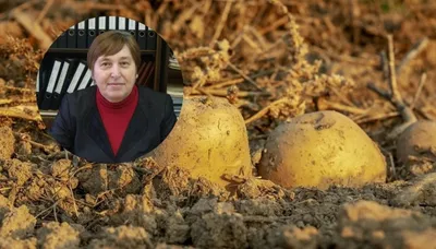 Посадка картофеля под солому - как сажать и ухаживать + видео
