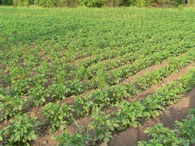 Картофель под соломой: посадка и выращивание