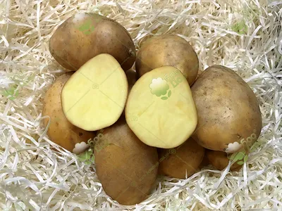 Как вырастить колосальный урожай картошки с помощью обычной соломы |  Овощные грядки, Картошка, Мульча