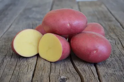 Картофель семенной «Ред Скарлетт» - «Ранний картофель с хорошей лежкостью.  Вкусный сорт \"Ред Скарлетт\". Опыт выращивания на северо-востоке  Подмосковья.» | отзывы