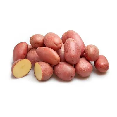 Сорт картофеля Ред Скарлет: выращивать или нет? | уДачный выбор | Дзен