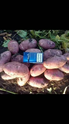 Семенной картофель \"Ред скарлет\", 25 кг +/- 10%, Элита (5573355) - Купить  по цене от 1 624.00 руб. | Интернет магазин SIMA-LAND.RU