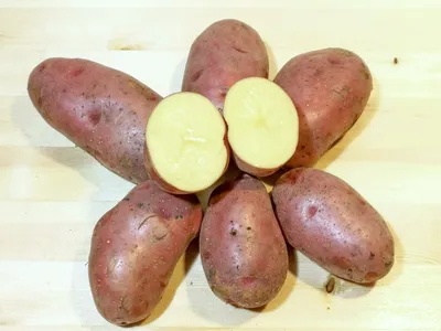 Картофель Семенной Ред Скарлет – купить семенной картофель в  интернет-магазине Лафа с доставкой по Москве, Московской области и России