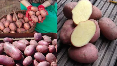 Семенной картофель Ред Скарлет 2 кг - купить в Москве, цены на Мегамаркет