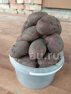 Продам/купить картофель Ред-скарлет 5+ оптом напрямую от производителя —  Agro-Russia