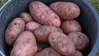 Продам картофель Ред-Скарлет, купить картофель Ред-Скарлет, Луганская обл —  Agro-Ukraine