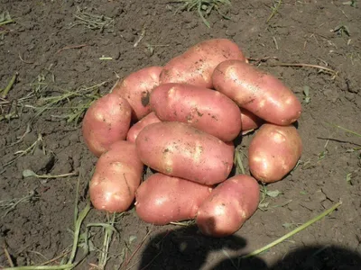Картофель семенной «Ред Скарлет», 1 кг по цене 108 ₽/шт. купить в Кемерове  в интернет-магазине Леруа Мерлен
