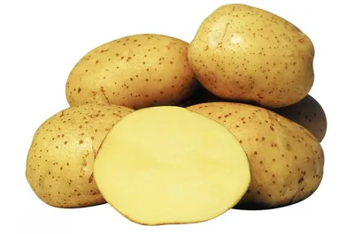 Картофель ривьера фото фото