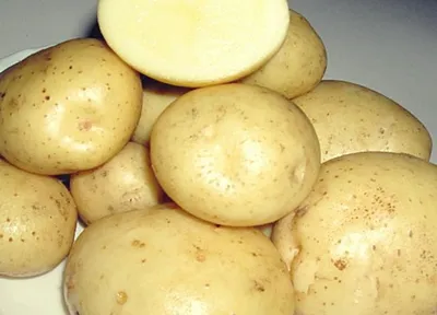 Купить картофель семенной сантэ (2 кг) по цене 0 руб. в интернет магазине  \"Первые Семена\"