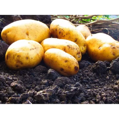 Сорта картофеля. Описание проверенных урожайных сортов картофеля. - YouTube