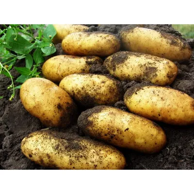 Картофель, среднеранние сорта — 70—75 дней, Золотава в сетке 3 кг