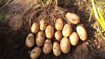 Лучшие сорта картофеля: урожайные, вкусные, прекрасно хранятся |  Чудогрядка.рф | Дзен