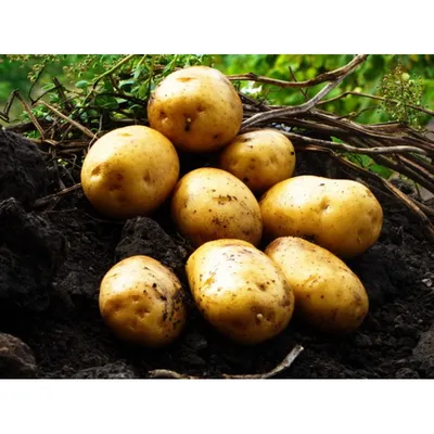 Картофель, среднепоздние сорта — 115—120 дней Гранада