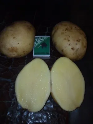 Убедилась, что выращиваю лучший сорт картофеля для Урала. Подойдет для  любого региона | Огород У-Дачи | Дзен