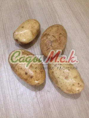Продам посадочную картошку - Сорта Гала, Ревьера, Санте — Agro-Ukraine