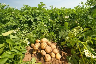 Картофель Санте: описание, особенности посадки и выращивания сорта |  Огородные шпаргалки | Дзен