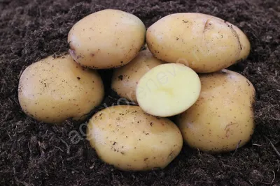 Картофель, раннеспелые сорта 65—70 дней Эсми