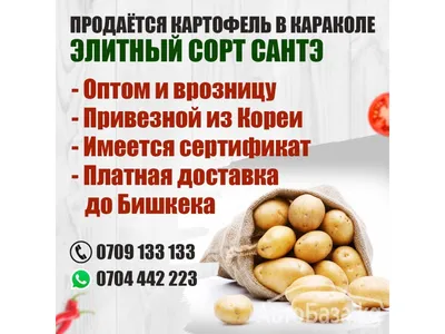 Картофель - ФГБНУ СахНИИСХ