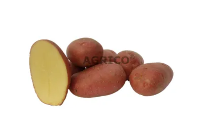 Сорта картофеля для посадки - какие есть ранние сорта картофеля - Главред